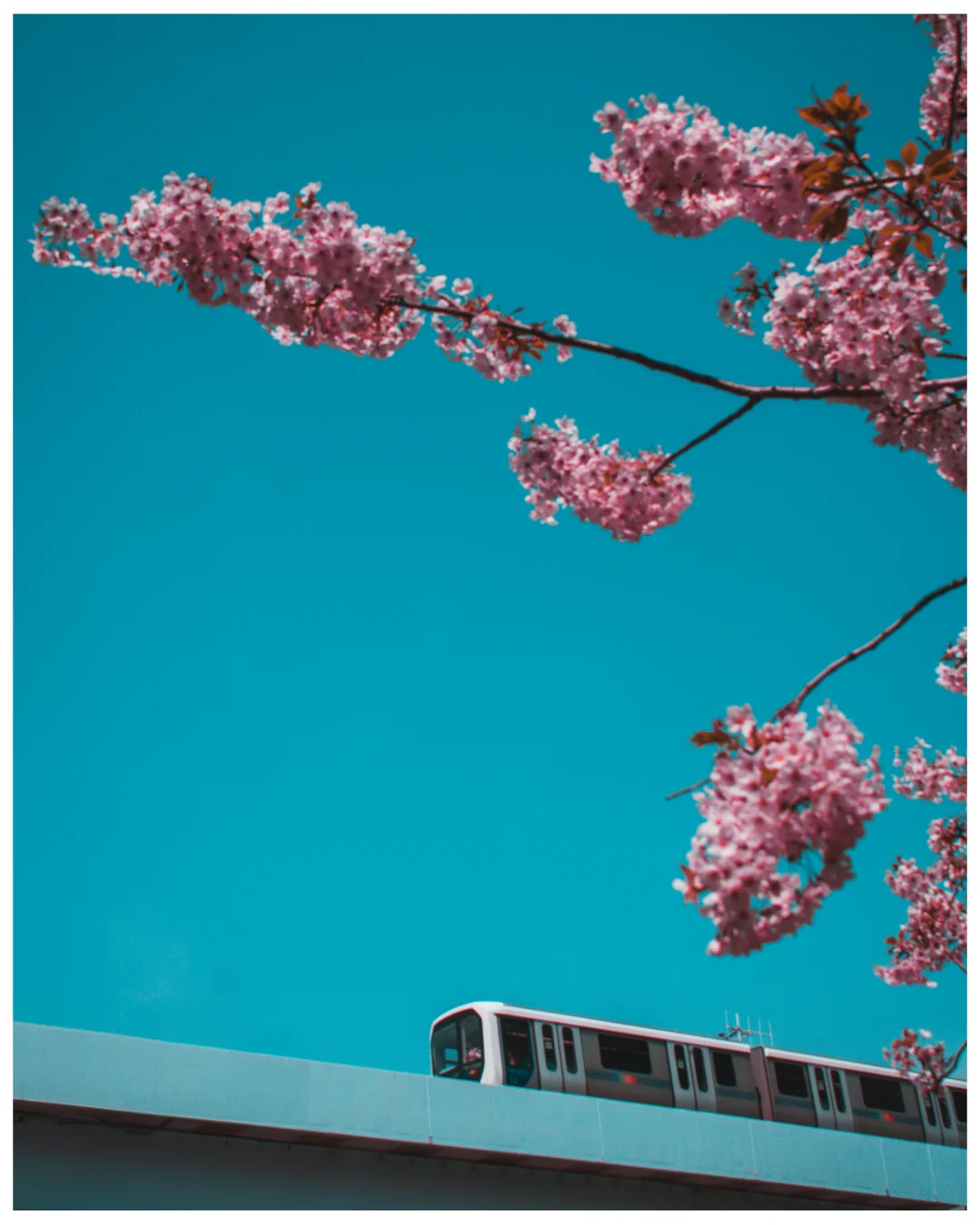 Cerisiers et train
